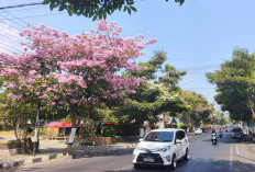 5 Fakta Tabebuya yang Bikin Kota Batu Tampak Seperti Negeri Sakura