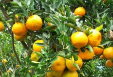 Jeruk Keprok Batu 55 Jeruk Endemi Punten