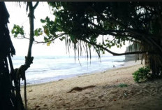 Panduan Akses Lengkap dan Rute Mudah Menuju Destinasi Wisata Pantai Ngudel