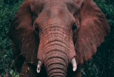 Hari Gajah Sedunia 12 Agustus, Populasi Gajah Sumatera Tinggal 924–1.359 Ekor