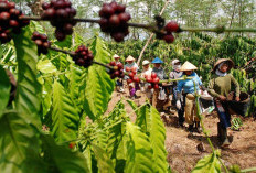Menyusuri Jejak Rasa 9 Kopi Unggulan Indonesia di Hari Kopi Nasional 7 Mei