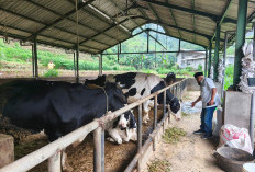Target Vaksinasi PMK Kota Batu Melonjak Jadi 20.500 Dosis di 2026