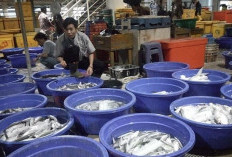 Tradisi Bakar-Bakaran Jelang Tahun Baru Dongkrak Omzet Pedagang di Kota Malang