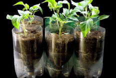Cara Membuat Hidroponik dari Botol Bekas, Solusi Berkebun Hemat di Lahan Sempit