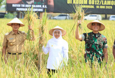 Potensi Produksi Padi Jatim Tembus 7,71 Juta Ton GKG, Juara Nasional