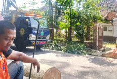 Angin Kencang Tumbangkan Pohon Besar di Jalan Jakarta Kota Malang, Kabel Listrik dan Pagar Warga Tertimpa