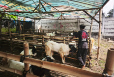 300 Personel Bakal Diterjunkan Periksa Hewan Kurban di Titik Potong di Kota Batu