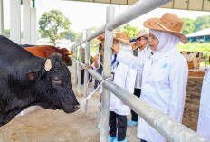Khofifah Kunjungi BBIB Singosari, Optimistis Sapi Wagyu dan Belgian Blue Dorong Swasembada Daging Nasional