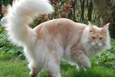 Maine Coon: Si Raksasa Lembut yang Cerdas, Harga dan Panduan Perawatannya 