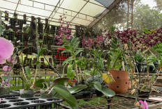 Kampung Anggrek Kota Wisata Batu Tawarkan Wisata Edukasi hingga Penjualan Tanaman