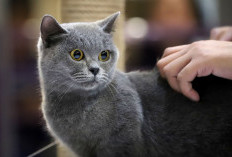 82 Kucing Ikuti Kontes di UB Malang, Harga Kucing Ras Bisa Tembus Rp30 Juta