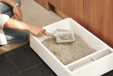 9 Rekomendasi Pasir buat Anabul di Rumah