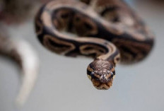 Ball Python Jadi Ular Peliharaan Terbaik untuk Pemula, Ini Alasan Banyak Pakar Merekomendasikannya