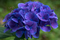 Keindahan Bunga Hydrangea: Asal-usul, Makna Budaya, dan Fenomena Perubahan Warna