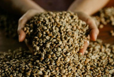 9 Fakta Unik Kopi Lintong Nihuta: Karakter Lembut dari Tanah Vulkanik Danau Toba