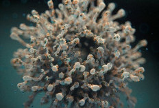 Waspada Virus Nipah, Dinkes Kota Malang Imbau Warga Hindari Konsumsi Buah Jatuh