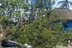 Di Bululawang, Angin Kencang  Robohkan Pohon Trembesi, Mobil Tertimpa, Lalu Lintas Lumpuh Sementara