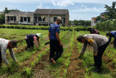 Polisi dan Petani Bahu-Membahu di Sawah, Panen Jagung di Malang Ditarget Tembus 35 Kuintal