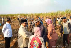 Prabowo Bersama TNI Hadiri Panen Raya Tebu di Malang, Sempat Sapa dan Salami Petani 