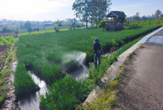 423 Hektare Sawah Kota Batu Bakal Dikunci, Pemkot Tak Mau Lumbung Pangan Kalah oleh Vila