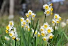 Daffodil, Sejarah dan Filosofinya di 6 Negara, di Eropa bila Anda Tatap Layu Mendadak Tanda Akan Datang Ajal