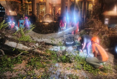 Pohon Tumbang di Jalan Dr Cipto Malang, Satu Mobil Rusak Ringan