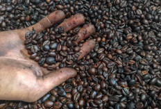 9 Fakta Unik Kopi Java Preanger: Pelopor Kopi Nusantara yang Menaklukkan Dunia sejak Abad ke-18