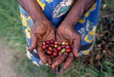 Kopi Arfak: Kopi Pegunungan Sunyi dari Jantung Papua Barat