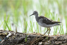 Desa Bungur Jadi 'Hotel Bintang Lima' Bagi Burung Migran Asal China dan Rusia
