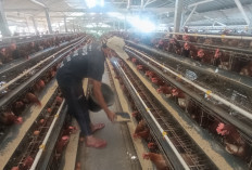 Peternak Kota Batu 'Kehantam' Dolar: Harga Pakan Konsentrat Naik 4 Kali, Harga Telur Turun, Alhasil Rugi 