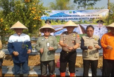 Produksi Cabai Kota Malang Hanya 71,25 Ton per Masa Tanam, Bergantung Pasokan Luar Daerah