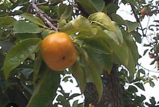 Buah Kesemek Jadi Buah Endemik Kota Batu, Warisan Sejak Zaman Jepang