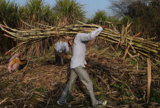 Kemarau Ancam Panen Tebu di Malang, Produksi Diprediksi Turun hingga 35 Persen