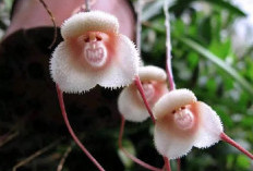 Anggrek Monyet, Pesona Unik dari Pegunungan Andes yang Menggemparkan Dunia Flora