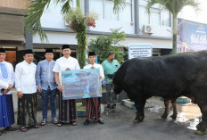 Sapi Kurban Presiden untuk Kota Malang Berbobot 1 Ton Lebih, Diserahkan ke Masjid Sabilillah