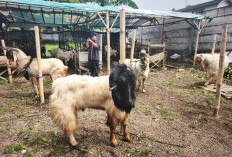 Distan KP Kota Batu Waspadai Cacing Hati pada Hewan Kurban   ‎