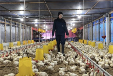 Jembatani Riset dan Industri, FAST UB Sukses Hilirisasikan 9 Inovasi Peternakan Modern