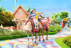 Camel Ride Baloga Batu Jadi Wahana Favorit, Wisatawan Bisa Naik Unta Rp20 Ribu