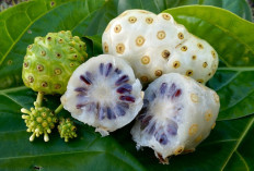 Di Balik Baunya yang Menyengat, Buah Mengkudu Simpan Segudang Manfaat Menakjubkan bagi Kesehatan