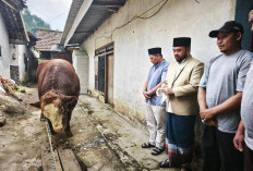 ‎Warga Dusun Brau Kota Batu Antusias Terima Sapi Kurban 1,2 Ton Bantuan Presiden Prabowo 