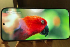 10 HP Terlaris 2026: Poco X8 Pro hingga Oppo Reno 15F 5G, Ini Spesifikasi dan Harganya
