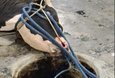 Musim Hujan Tak Menentu, Peternak di Malang Perlu Waspada Risiko PMK