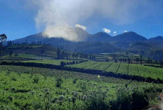 Wisata Brakseng Batu, Negeri di Atas Awan dengan Kebun Sayur dan Hortensia