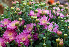 13 April Hari Apresiasi Tanaman Internasional, Ini 9 Tanaman yang Memiliki Manfaat Luar Biasa di Dalam Rumah 