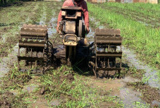 Pemkot Malang Jaga 900 Hektare Sawah, Alih Fungsi Lahan Jadi Perhatian Serius