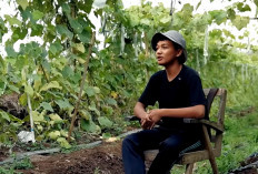 Sempat Cuma Laku 3 Kg, Siswa SMK Ini Kini Raup Omzet Jutaan Rupiah dari Sayuran