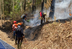 Hutan Pinus di Sumberejo Kota Batu Terbakar, 0,5 Hektare Hangus