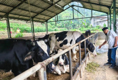 ‎Kenaikan Harga Susu Dongkrak Ekonomi Peternak di Dusun Brau, Kota Batu