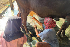 FKH UB Edukasi Peternak Sapi Perah di Batu, Fokus Cegah Mastitis dan Kendalikan Lalat Kandang