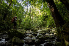 Hari Hutan Indonesia 7 Agustus: Sejarah, Makna, dan Pentingnya Menjaga Kelestarian Hutan